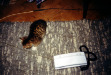 telefon!