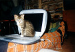 ibook mruczy