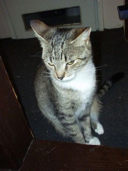 Kociczka