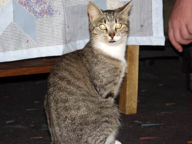 Kociczka