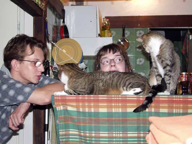 Nocny, kya, koty