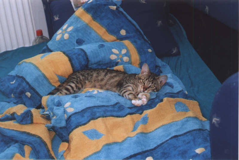zuza36