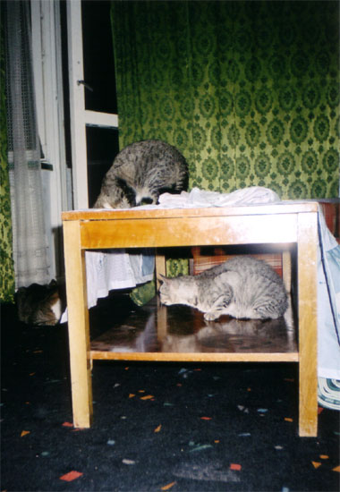 Gruby, Gupia, Maryka