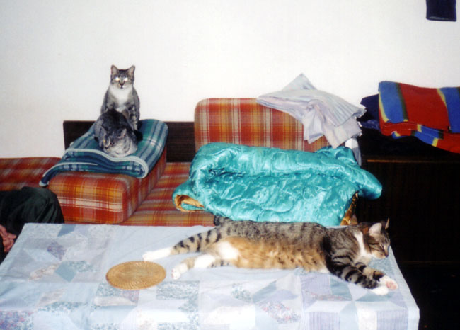 Gupia, Maryka, Gruby