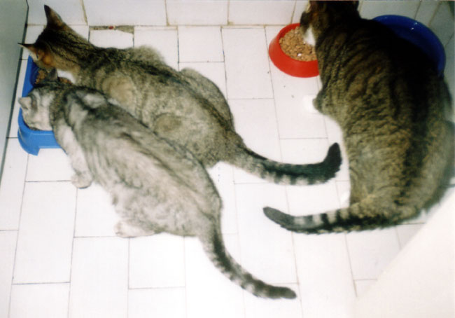 Maryka, Gupia, Gruby