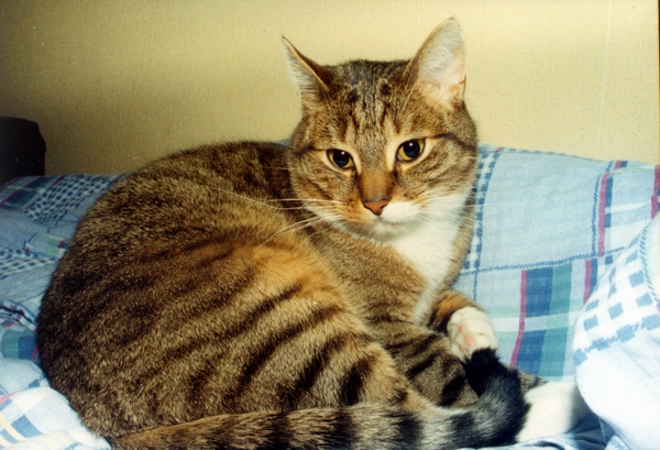 Gruby