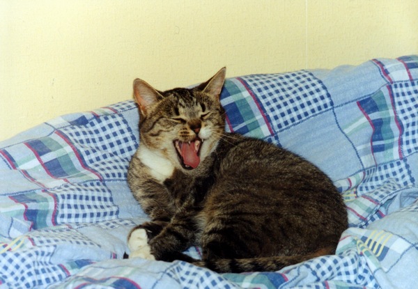 Gupia