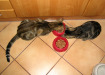 Rudy, Czarny