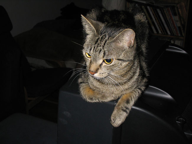 Czarny