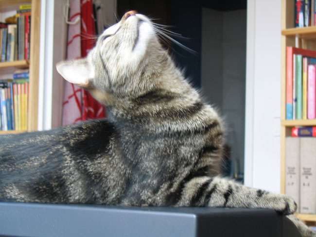 sun worship