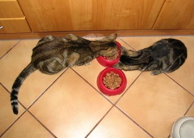 Rudy, Czarny