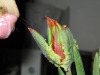 tulipan