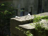 Bern, misie (schowane)