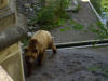 mi w Bernie
