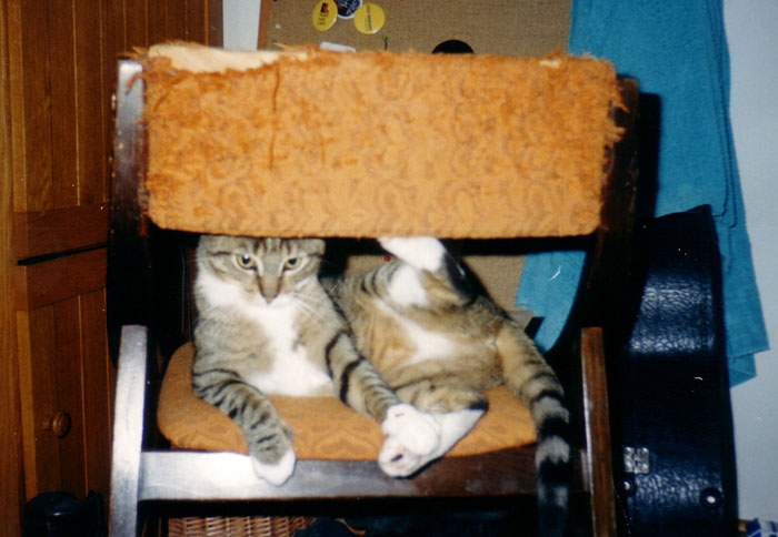 [ Cats ]